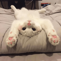 Котик Цмок 2