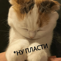 Котик Цмок 2