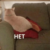 Котик Цмок 2