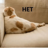 Котик Цмок 2