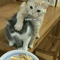 Котик Цмок 2