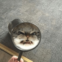 Котик Цмок 2