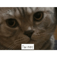 Котик Цмок 2