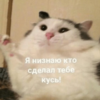 Котик Цмок 2