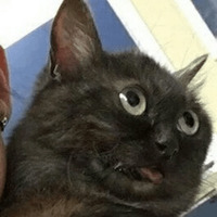 Котик Цмок 2