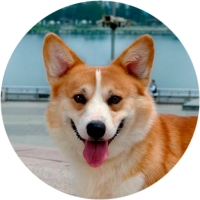 Набор стикеров Welsh Corgi