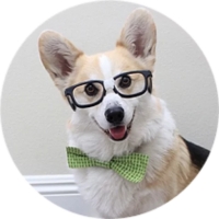 Welsh Corgi