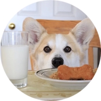 Welsh Corgi