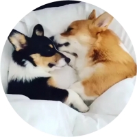 Welsh Corgi