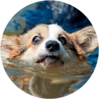 Welsh Corgi