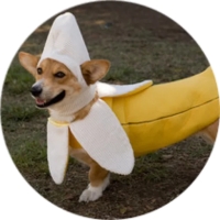 Welsh Corgi
