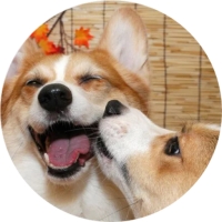 Welsh Corgi