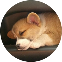 Welsh Corgi