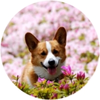 Welsh Corgi