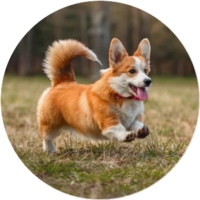 Welsh Corgi