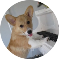 Welsh Corgi