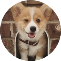 Welsh Corgi
