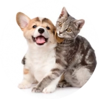Welsh Corgi