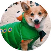 Welsh Corgi