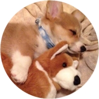Welsh Corgi