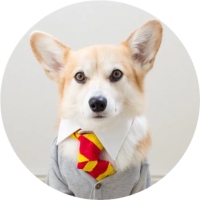 Welsh Corgi