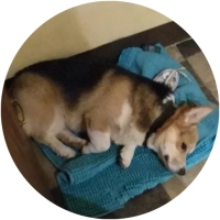 Welsh Corgi
