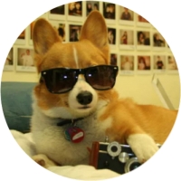Welsh Corgi