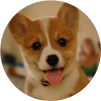 Welsh Corgi