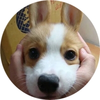 Welsh Corgi