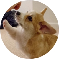 Welsh Corgi