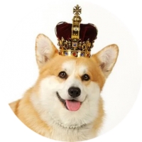 Welsh Corgi