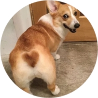 Welsh Corgi