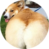 Welsh Corgi