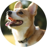 Welsh Corgi