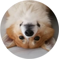 Welsh Corgi