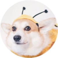 Welsh Corgi