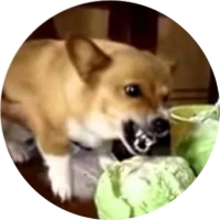Welsh Corgi