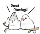 Machiko rabbit