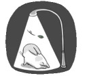 Machiko rabbit