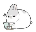 Machiko rabbit