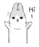 Machiko rabbit