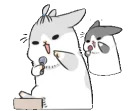 Machiko rabbit