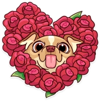 Memes Dog
