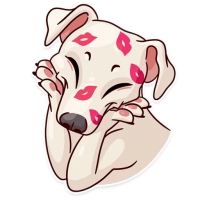 Memes Dog