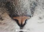 мєми про жівотних 2.0
