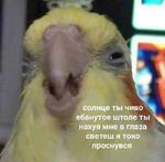 мєми про жівотних 2.0