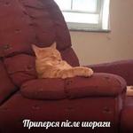 мєми про жівотних 2.0