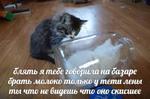 мєми про жівотних 2.0