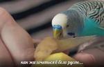 мєми про жівотних 2.0