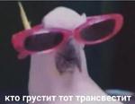 мєми про жівотних 2.0